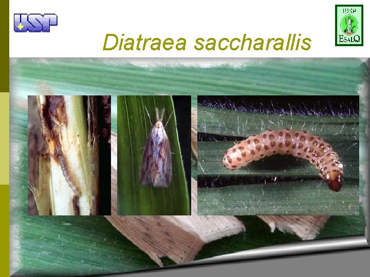 Diatraea saccharallis 