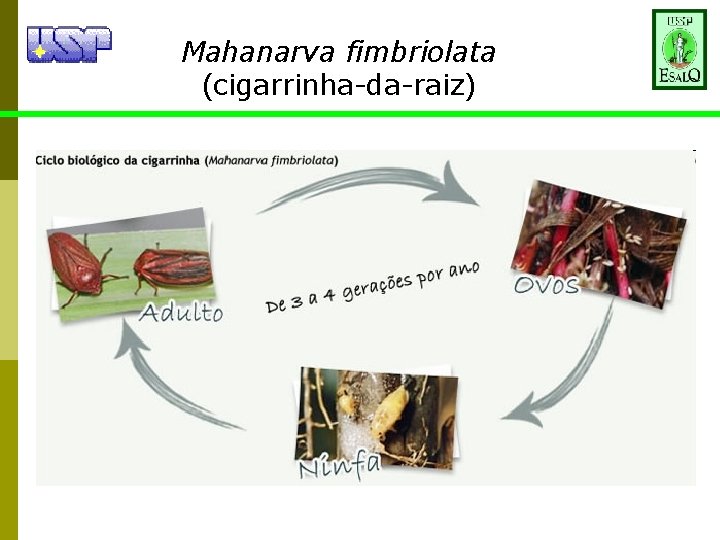 Mahanarva fimbriolata (cigarrinha-da-raiz) 