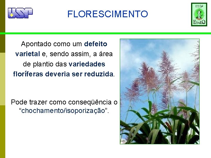 FLORESCIMENTO Apontado como um defeito varietal e, sendo assim, a área de plantio das