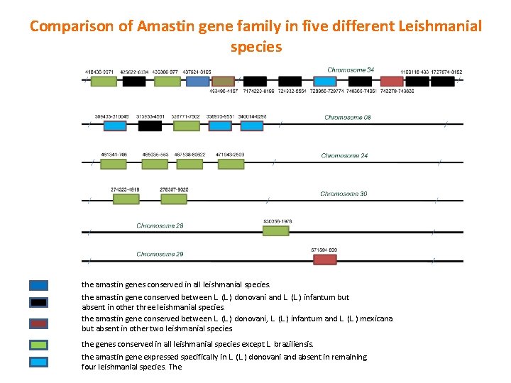 Comparison of Amastin gene family in five different Leishmanial species the amastin genes conserved