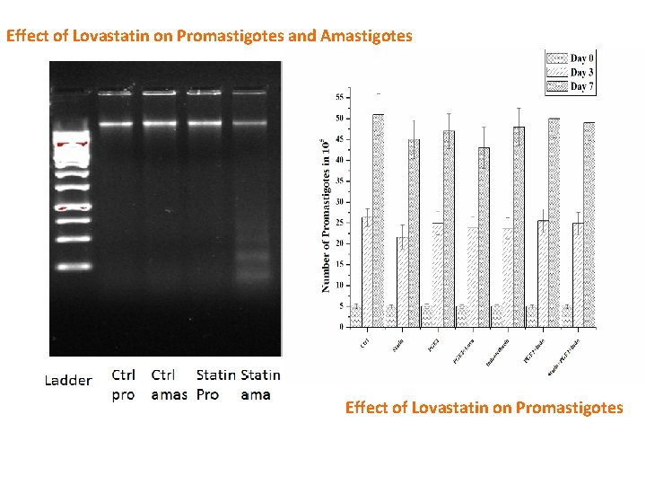 Effect of Lovastatin on Promastigotes and Amastigotes Effect of Lovastatin on Promastigotes 
