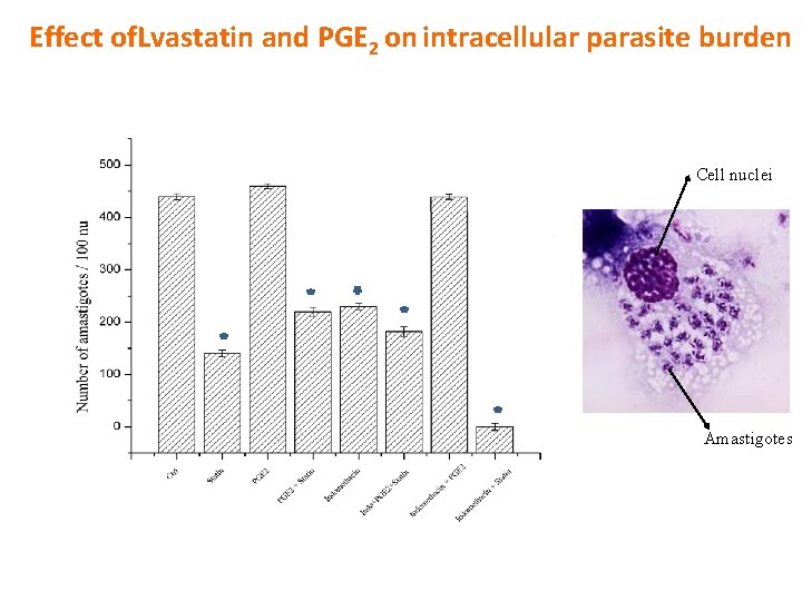 Effect of. Lvastatin and PGE 2 on intracellular parasite burden Cell nuclei Amastigotes 