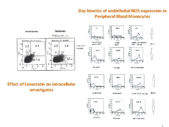 Day kinetics of endothelial NOS expression in Peripheral Blood Monocytes Effect of Lovastatin on