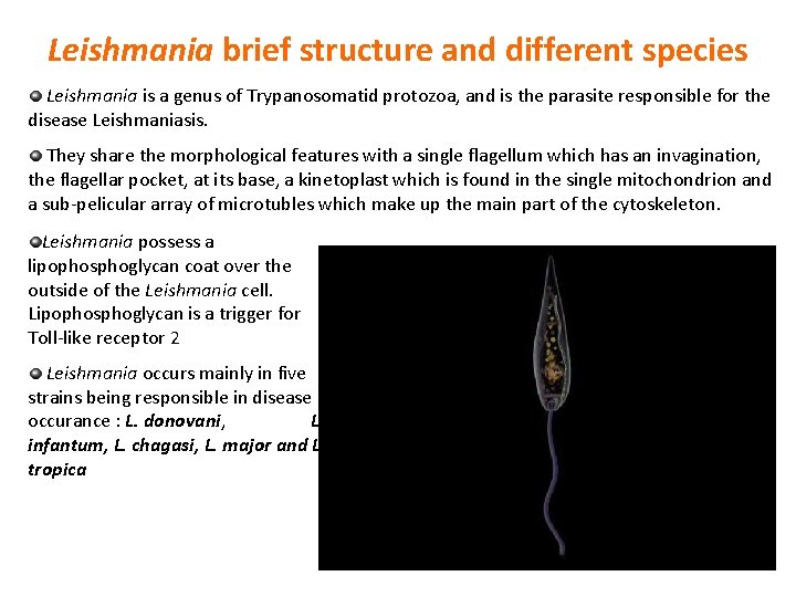 Leishmania brief structure and different species Leishmania is a genus of Trypanosomatid protozoa, and