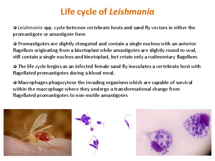 Life cycle of Leishmania spp. cycle between vertebrate hosts and sand fly vectors in