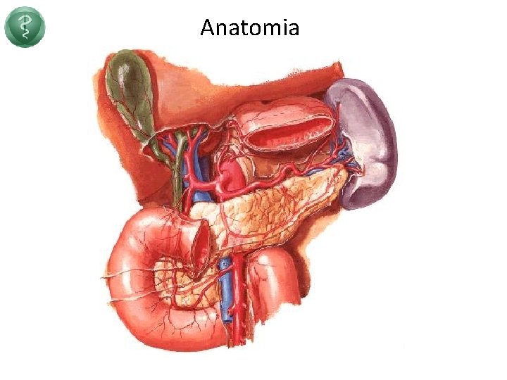 Anatomia 