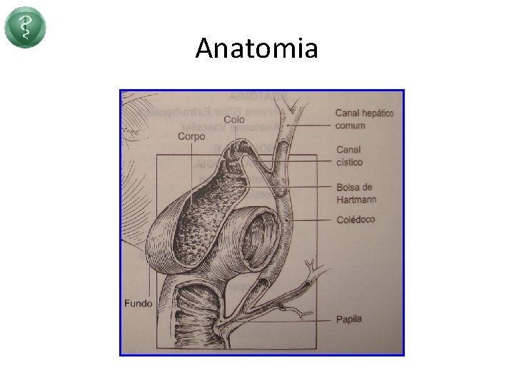 Anatomia 