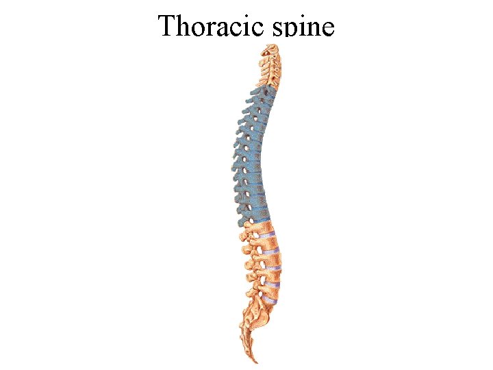 Thoracic spine 