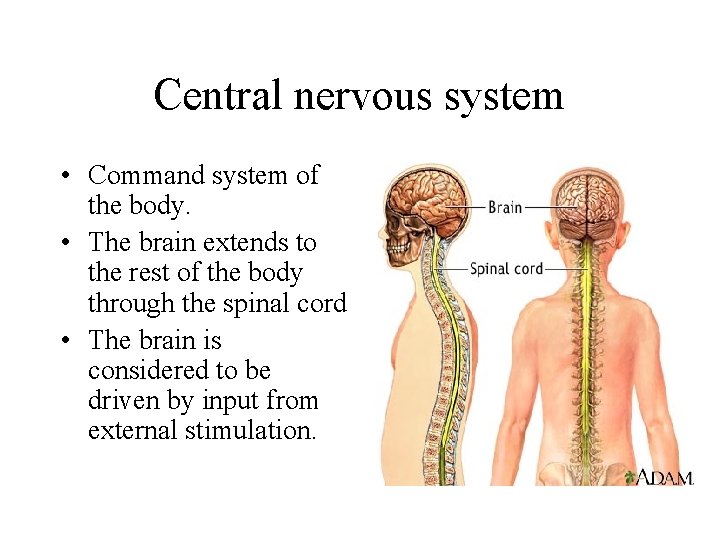 Central nervous system • Command system of the body. • The brain extends to