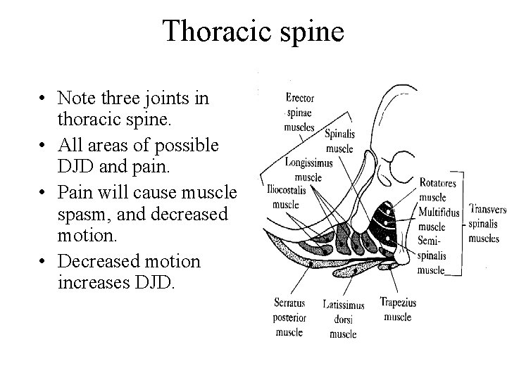 Thoracic spine • Note three joints in thoracic spine. • All areas of possible