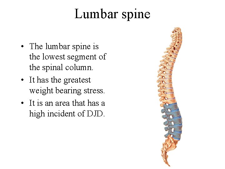 Lumbar spine • The lumbar spine is the lowest segment of the spinal column.