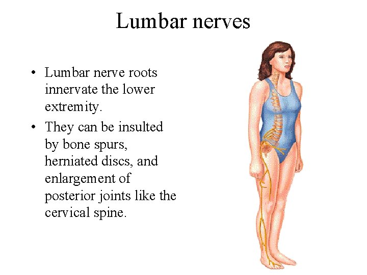 Lumbar nerves • Lumbar nerve roots innervate the lower extremity. • They can be