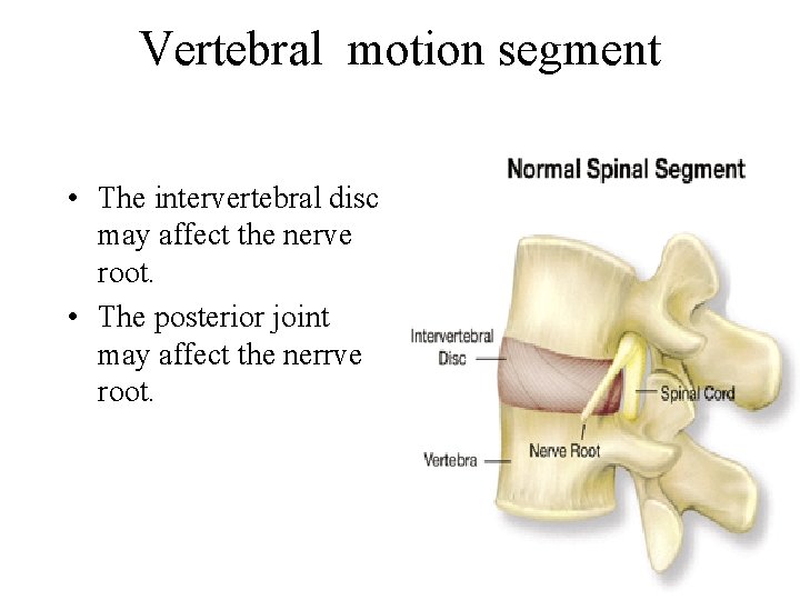 Vertebral motion segment • The intervertebral disc may affect the nerve root. • The