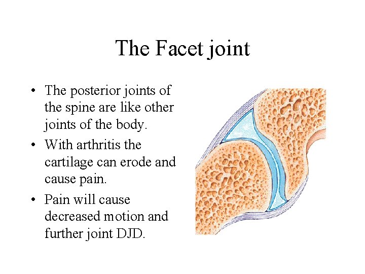 The Facet joint • The posterior joints of the spine are like other joints