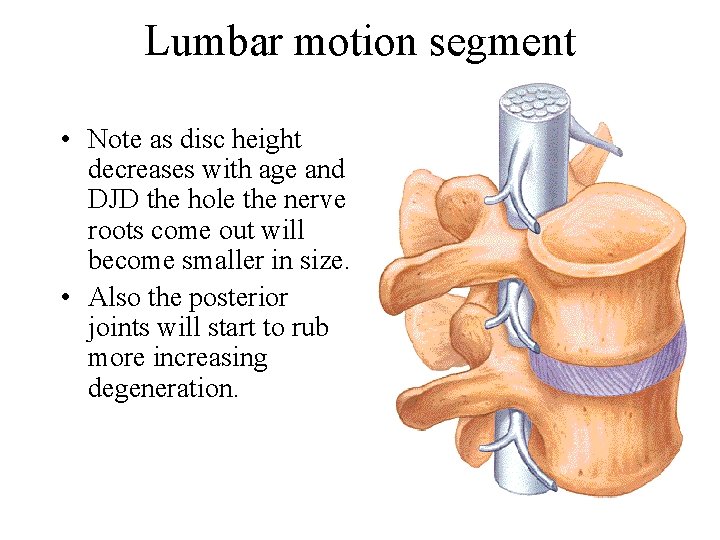 Lumbar motion segment • Note as disc height decreases with age and DJD the