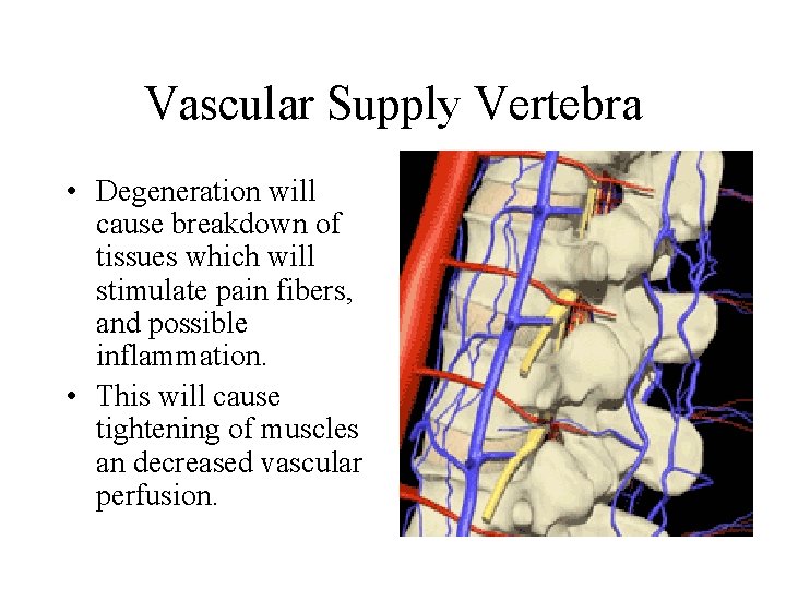 Vascular Supply Vertebra • Degeneration will cause breakdown of tissues which will stimulate pain
