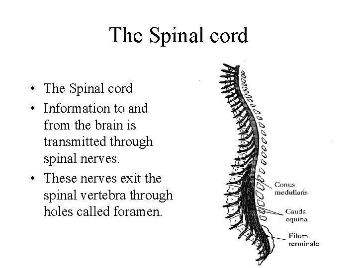 The Spinal cord • Information to and from the brain is transmitted through spinal