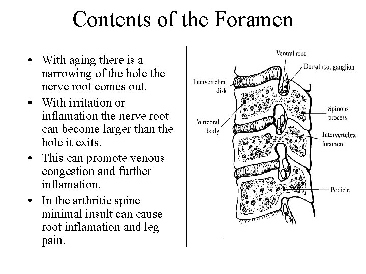 Contents of the Foramen • With aging there is a narrowing of the hole