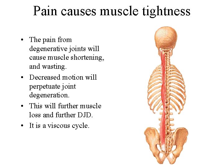 Pain causes muscle tightness • The pain from degenerative joints will cause muscle shortening,