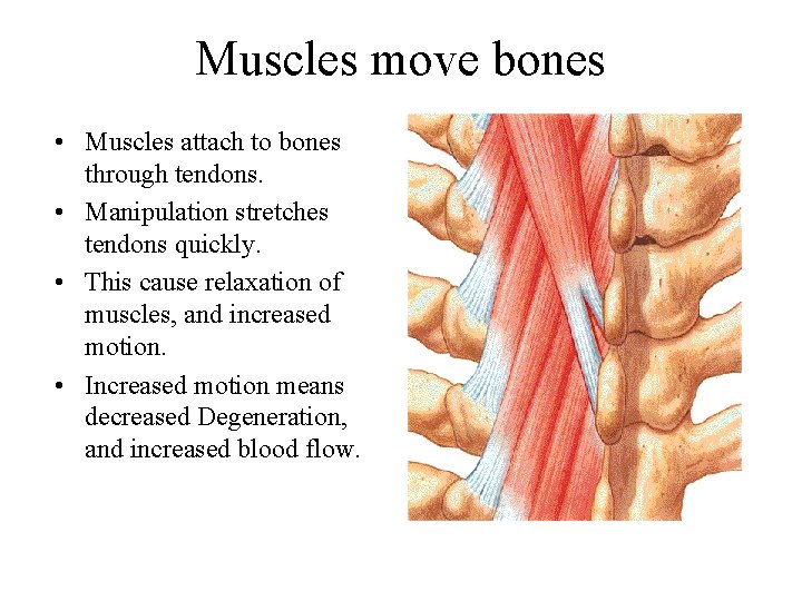 Muscles move bones • Muscles attach to bones through tendons. • Manipulation stretches tendons