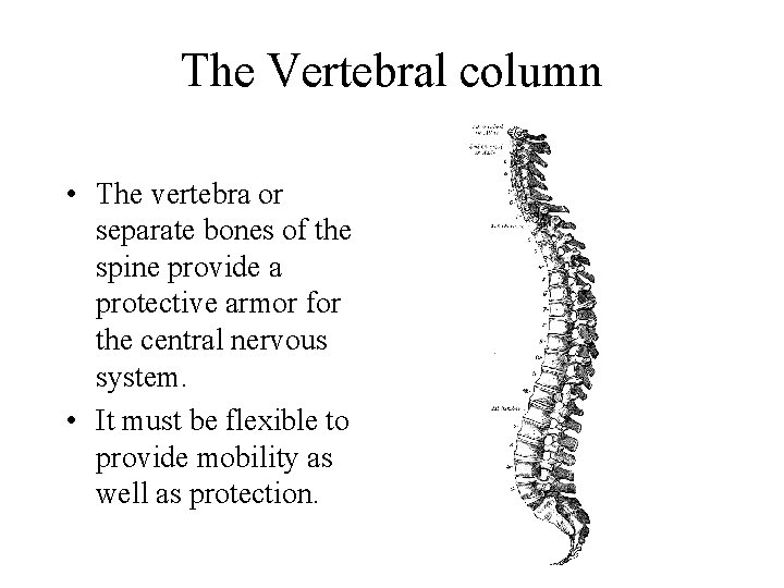 The Vertebral column • The vertebra or separate bones of the spine provide a