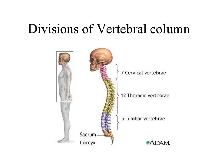 Divisions of Vertebral column 
