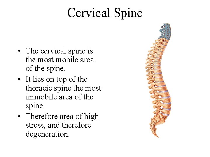 Cervical Spine • The cervical spine is the most mobile area of the spine.