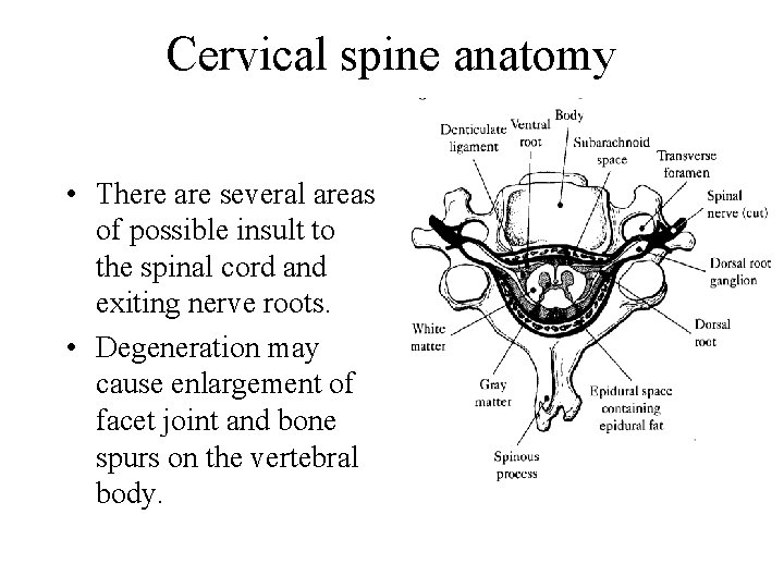 Cervical spine anatomy • There are several areas of possible insult to the spinal