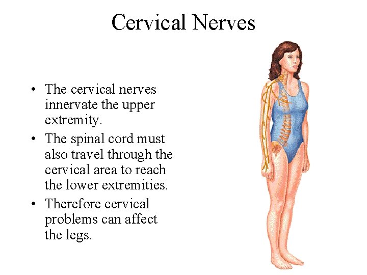 Cervical Nerves • The cervical nerves innervate the upper extremity. • The spinal cord