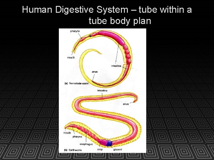 Human Digestive System – tube within a tube body plan 