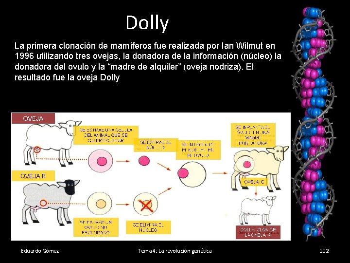Dolly La primera clonación de mamíferos fue realizada por Ian Wilmut en 1996 utilizando