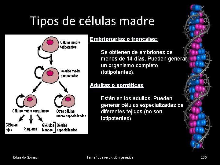 Tipos de células madre Embrionarias o troncales: Se obtienen de embriones de menos de