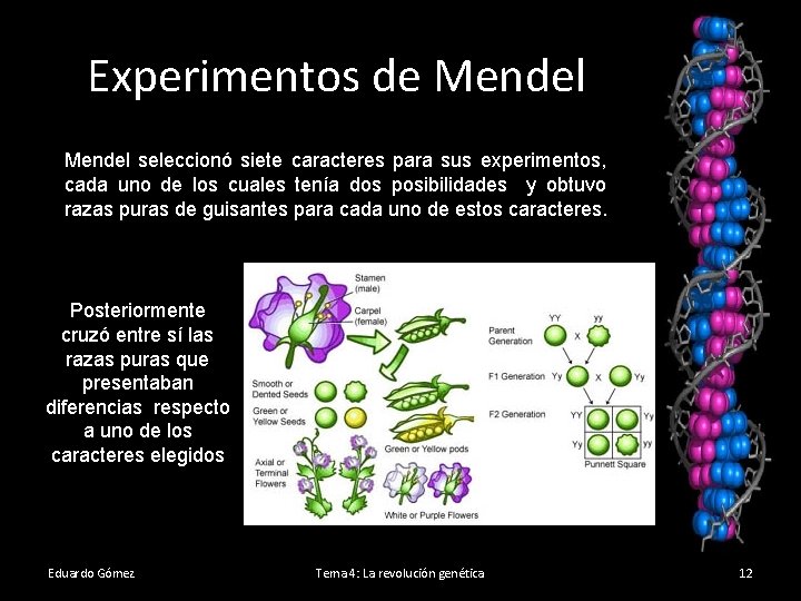 Experimentos de Mendel seleccionó siete caracteres para sus experimentos, cada uno de los cuales