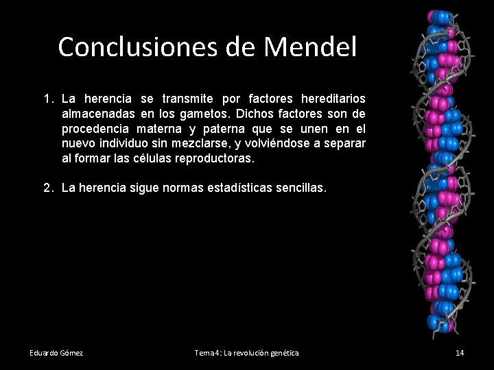 Conclusiones de Mendel 1. La herencia se transmite por factores hereditarios almacenadas en los