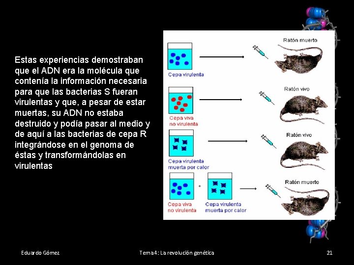 Estas experiencias demostraban que el ADN era la molécula que contenía la información necesaria