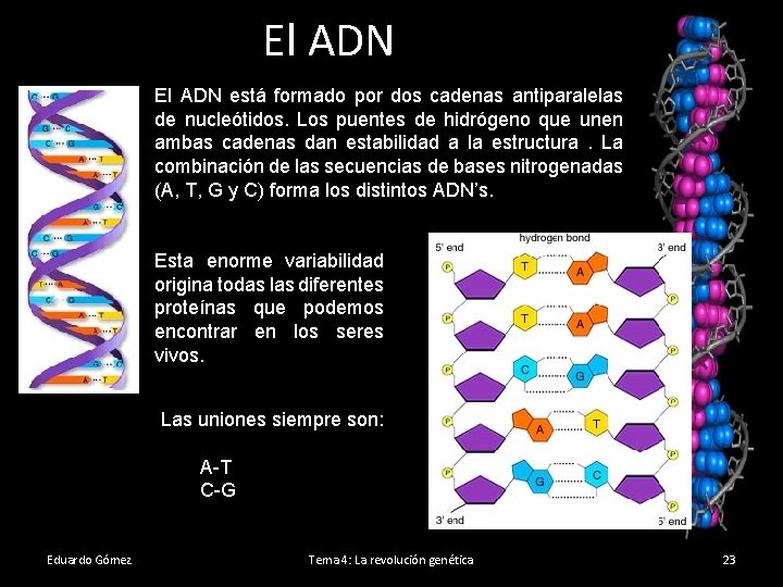 El ADN está formado por dos cadenas antiparalelas de nucleótidos. Los puentes de hidrógeno