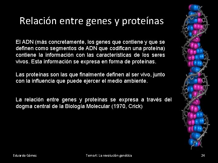 Relación entre genes y proteínas El ADN (más concretamente, los genes que contiene y