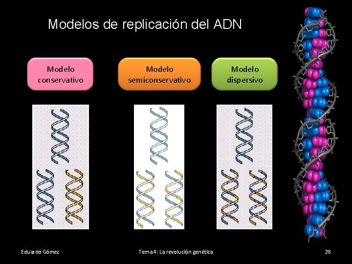 Modelos de replicación del ADN Modelo conservativo Eduardo Gómez Modelo semiconservativo Tema 4: La