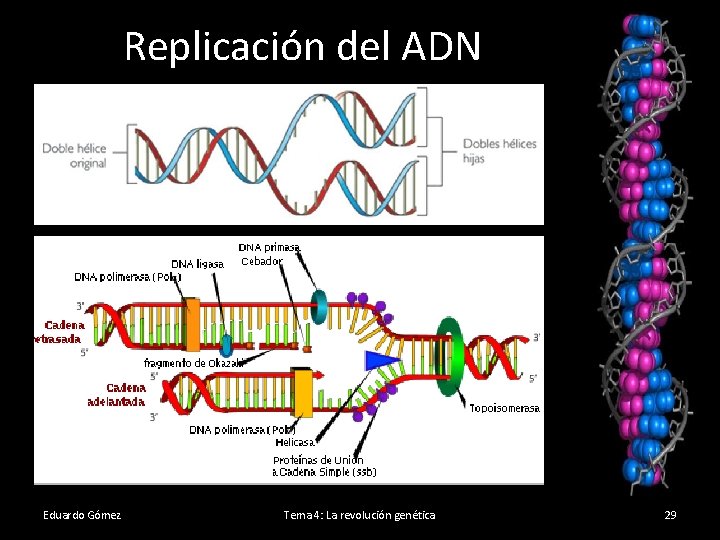 Replicación del ADN Eduardo Gómez Tema 4: La revolución genética 29 