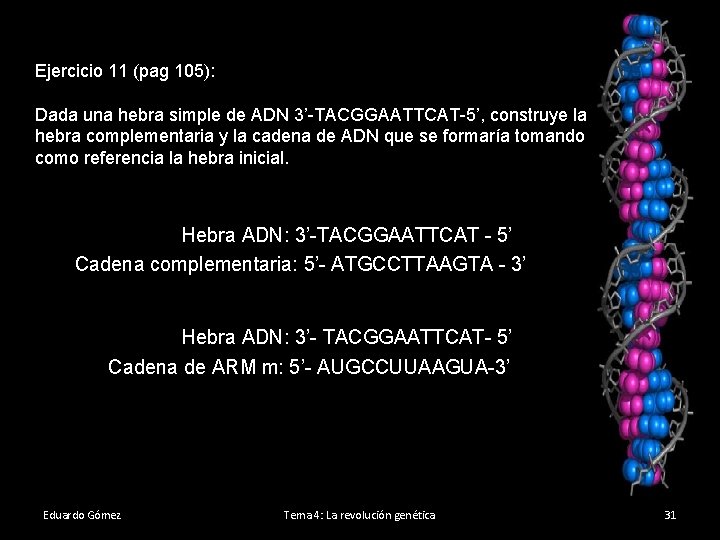 Ejercicio 11 (pag 105): Dada una hebra simple de ADN 3’-TACGGAATTCAT-5’, construye la hebra