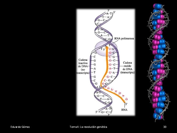 Eduardo Gómez Tema 4: La revolución genética 33 