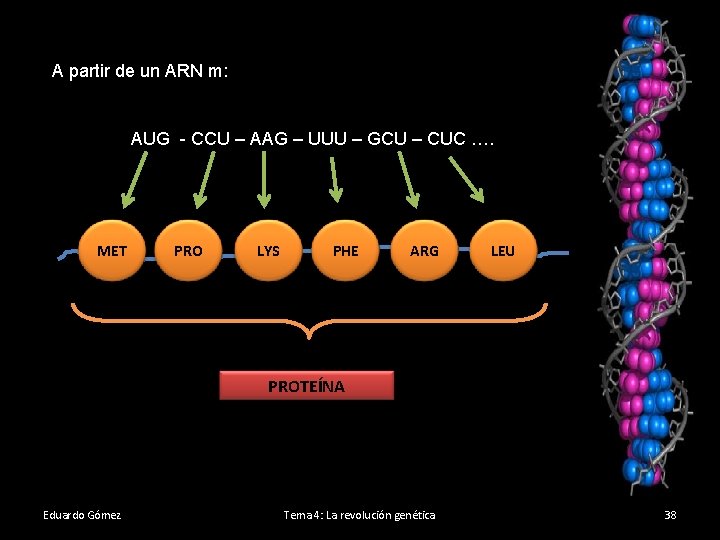 A partir de un ARN m: AUG - CCU – AAG – UUU –