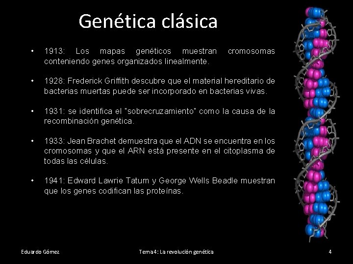 Genética clásica • 1913: Los mapas genéticos muestran conteniendo genes organizados linealmente. • 1928: