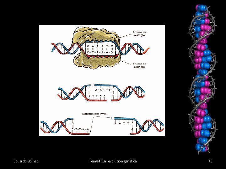 Eduardo Gómez Tema 4: La revolución genética 43 