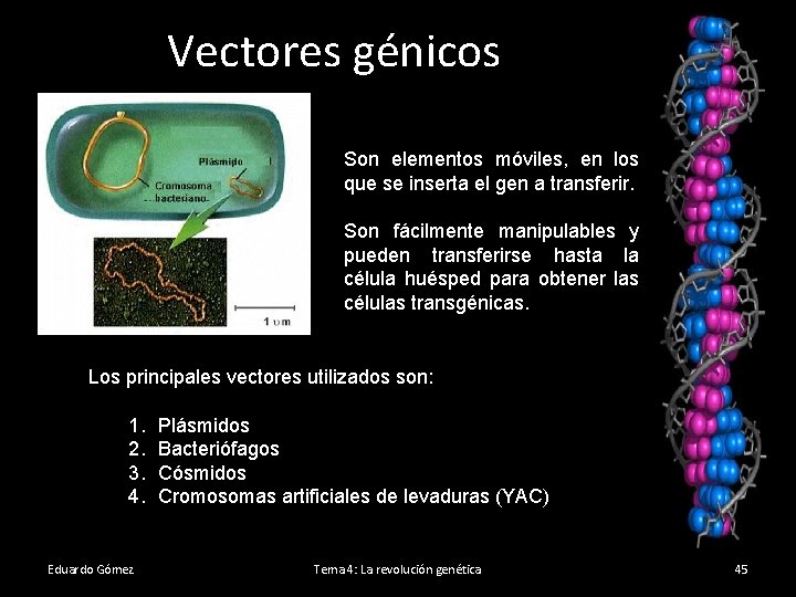 Vectores génicos Son elementos móviles, en los que se inserta el gen a transferir.
