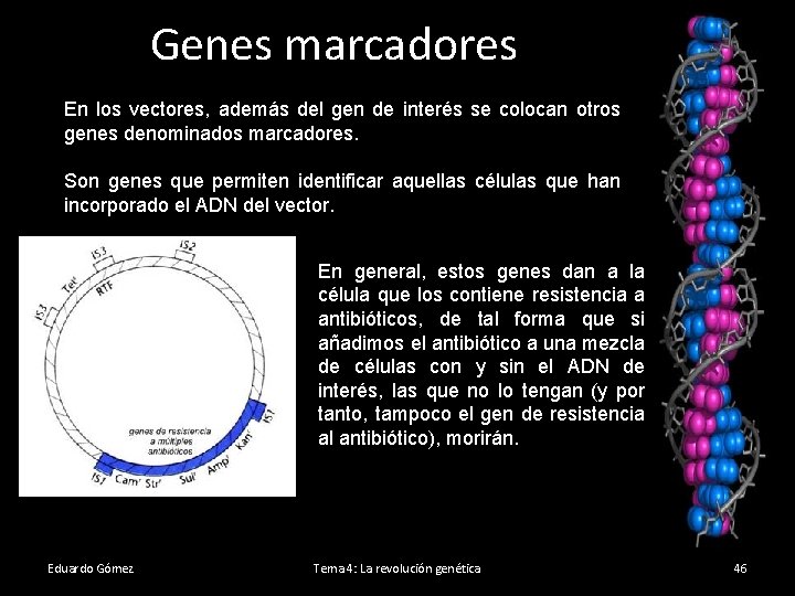 Genes marcadores En los vectores, además del gen de interés se colocan otros genes
