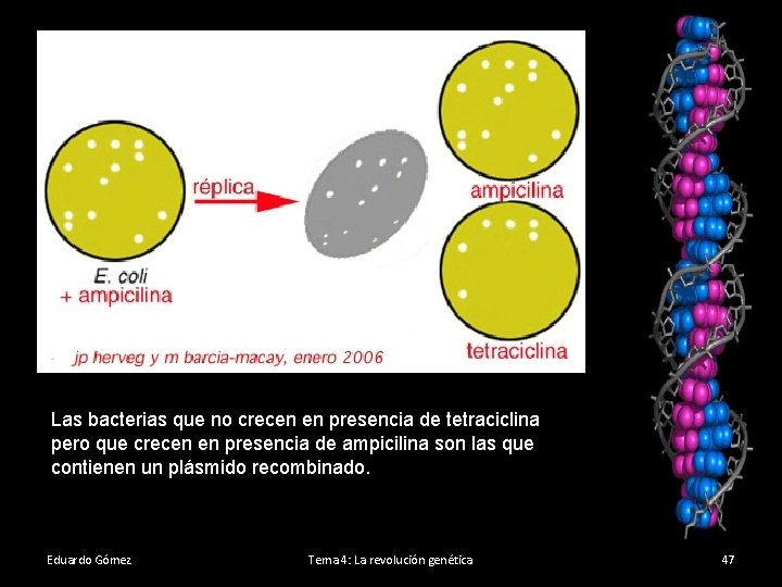 Las bacterias que no crecen en presencia de tetraciclina pero que crecen en presencia