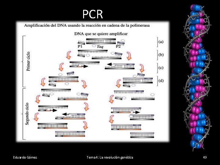 PCR Eduardo Gómez Tema 4: La revolución genética 49 