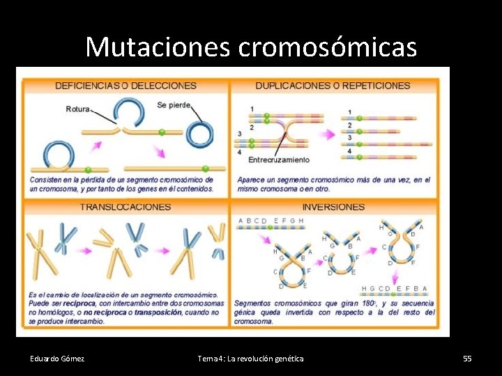 Mutaciones cromosómicas Eduardo Gómez Tema 4: La revolución genética 55 