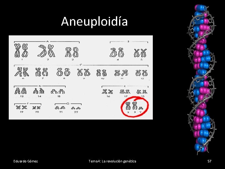 Aneuploidía Eduardo Gómez Tema 4: La revolución genética 57 